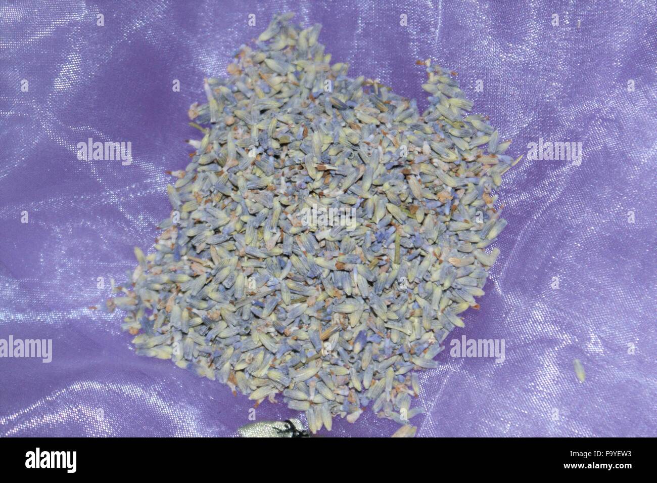 getrockneten Lavendel Stockfoto