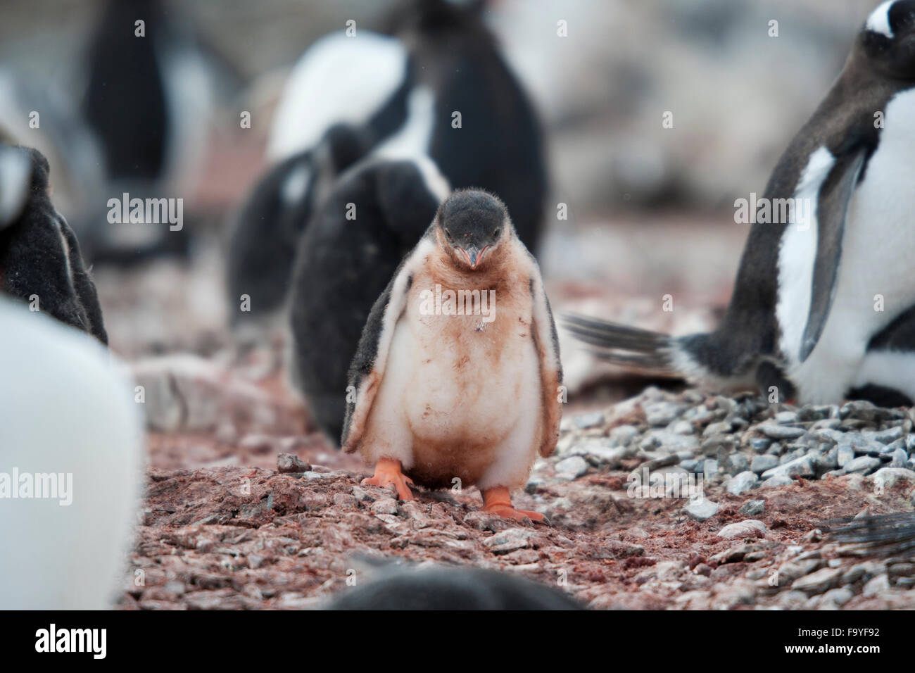Traurig Gentoo Pinguin Küken, Pygoscelis Papua. Hannah Point, Süd-Shetland-Inseln Stockfoto