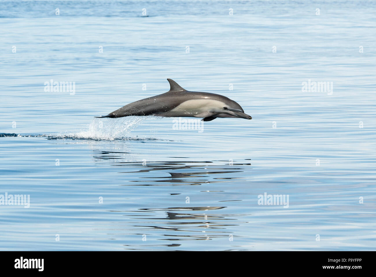 Kurzer Schnabel gemeine Delfine, Porpoising, Delphinus Delphis. Drake Bay, Halbinsel Osa, Costa Rica, Pazifischen Ozean. Stockfoto