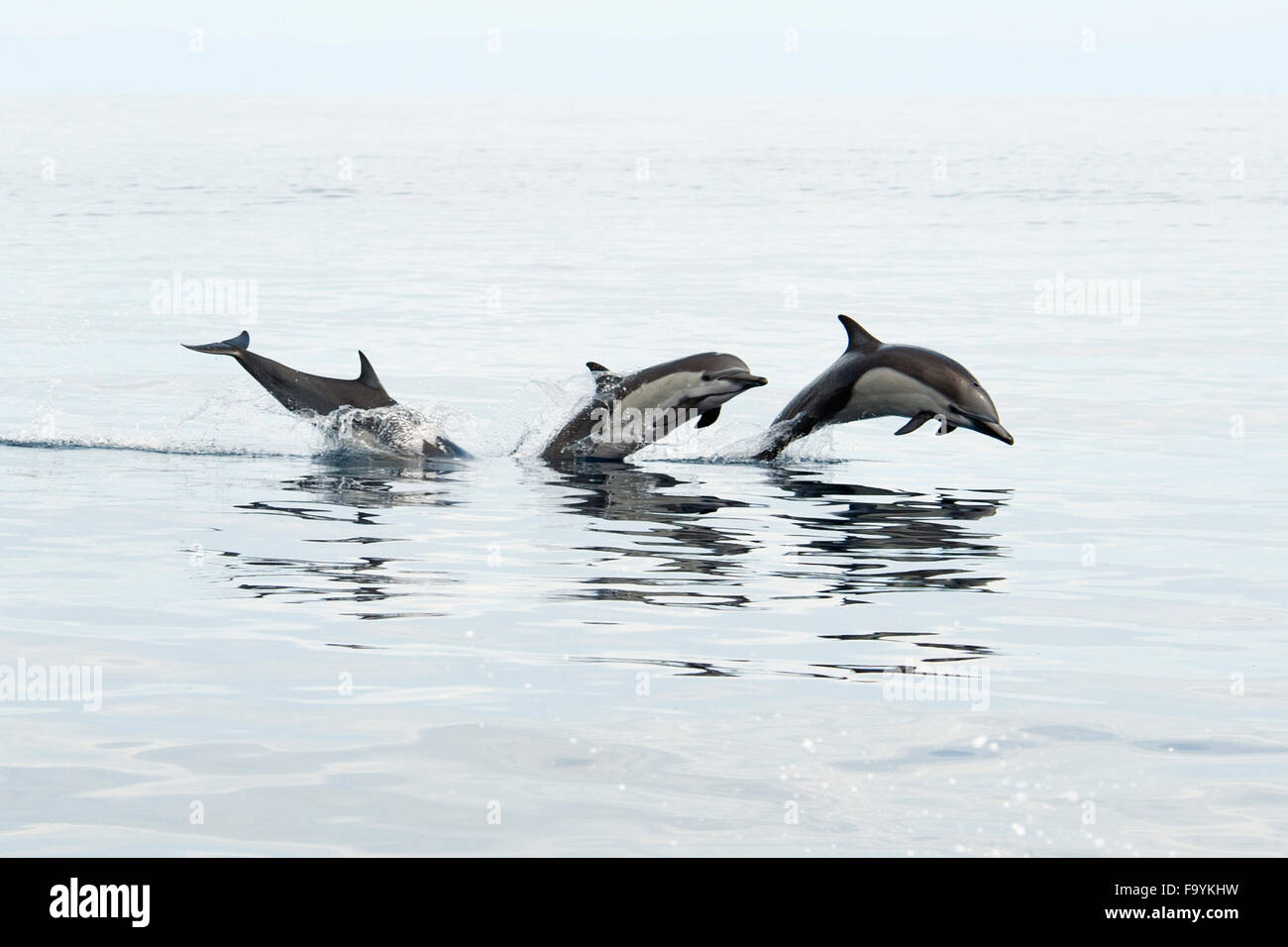 Kurzer Schnabel gemeine Delfine, Porpoising, Delphinus Delphis. Drakre Bucht, die Halbinsel Osa, Costa Rica, Pazifischen Ozean. Stockfoto