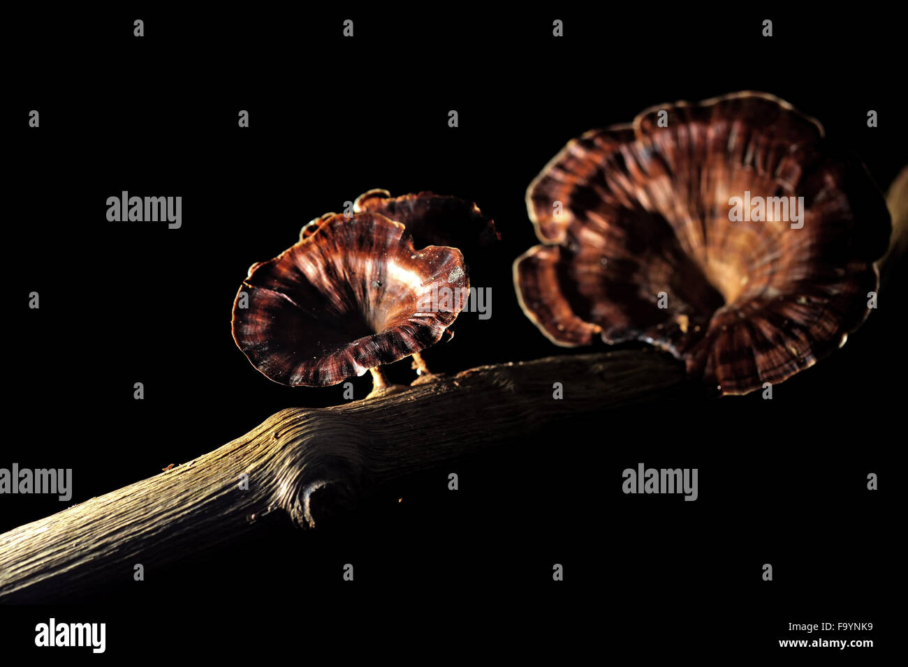 Pilze Pilz an einem Baumstamm Verfall Stockfoto