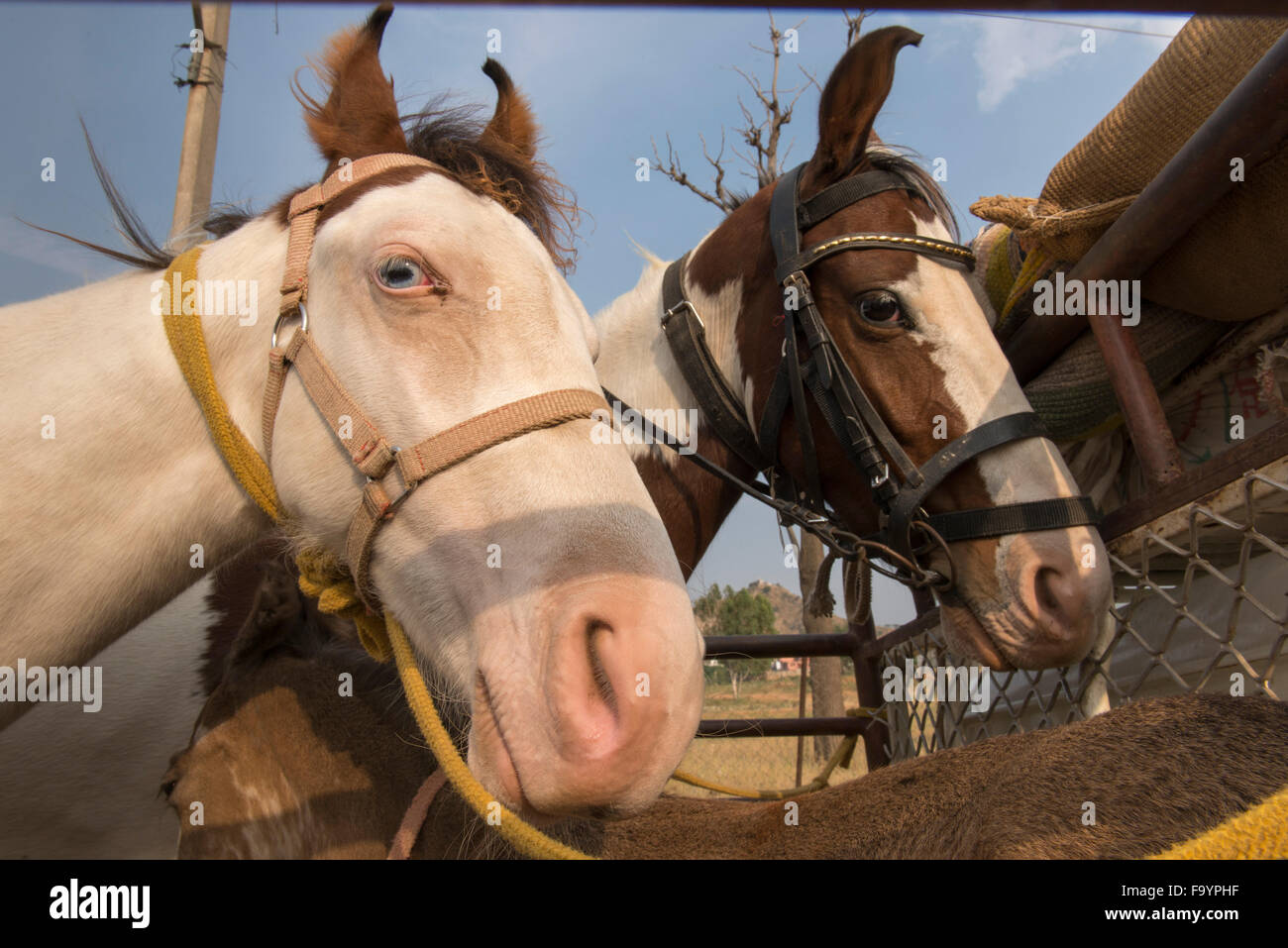 Zwei Pferde, Kamel Messe Pushkar Stockfoto