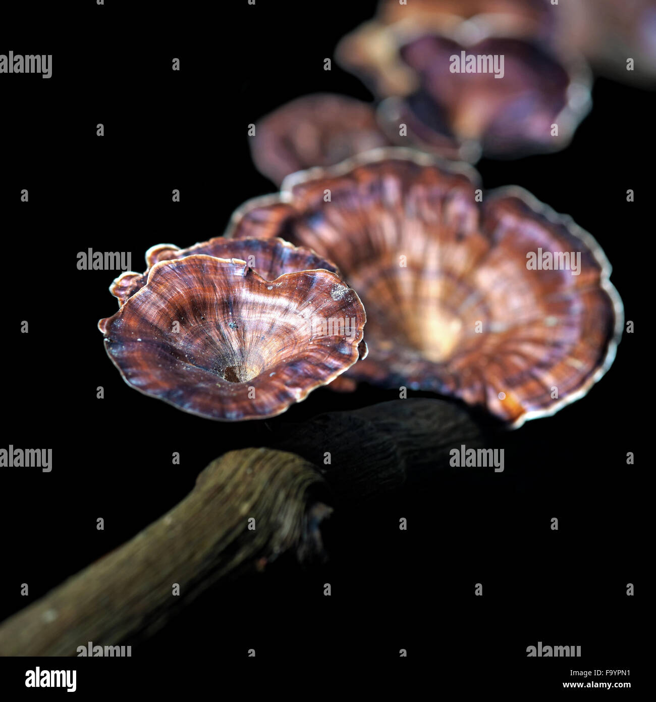 Pilze Pilz an einem Baumstamm Verfall Stockfoto