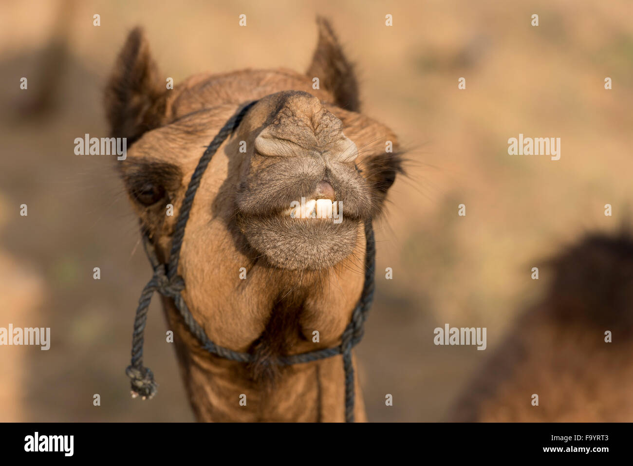 Camel, Camel Fair, Pushkar Stockfoto