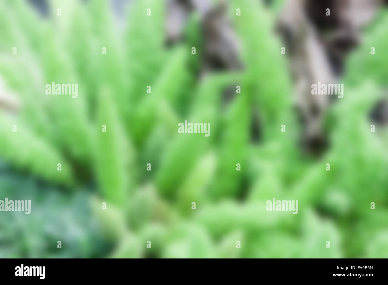 Abstrakter grüner Natur verwischen Hintergrundfoto natürliche, Lager Stockfoto