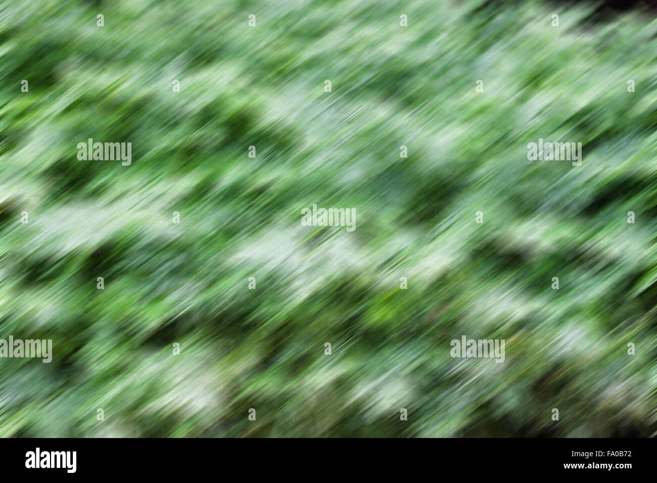 Abstrakte Bewegungsunschärfe Hintergrund aus Pflanzen, Fotoarchiv Stockfoto