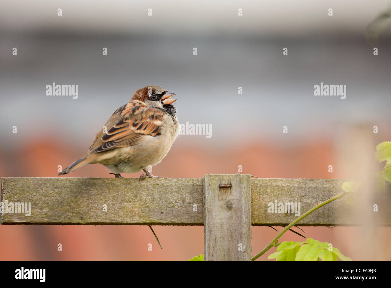 Haussperling; Passer Domesticus einzigen männlichen zwitschern Yorkshire; UK Stockfoto