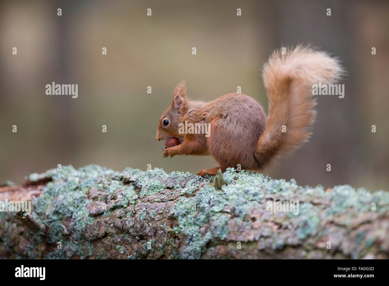 Eichhörnchen; Sciurus Vulgaris auf Essen Mutter Schottland Single; UK Stockfoto