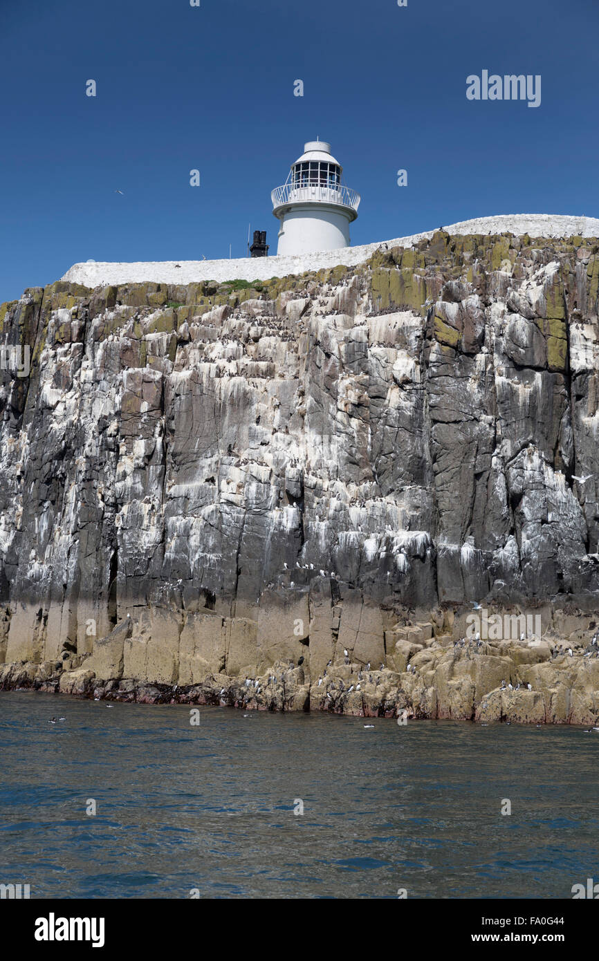 Seevogel-Kolonie; Inner Farne UK Stockfoto