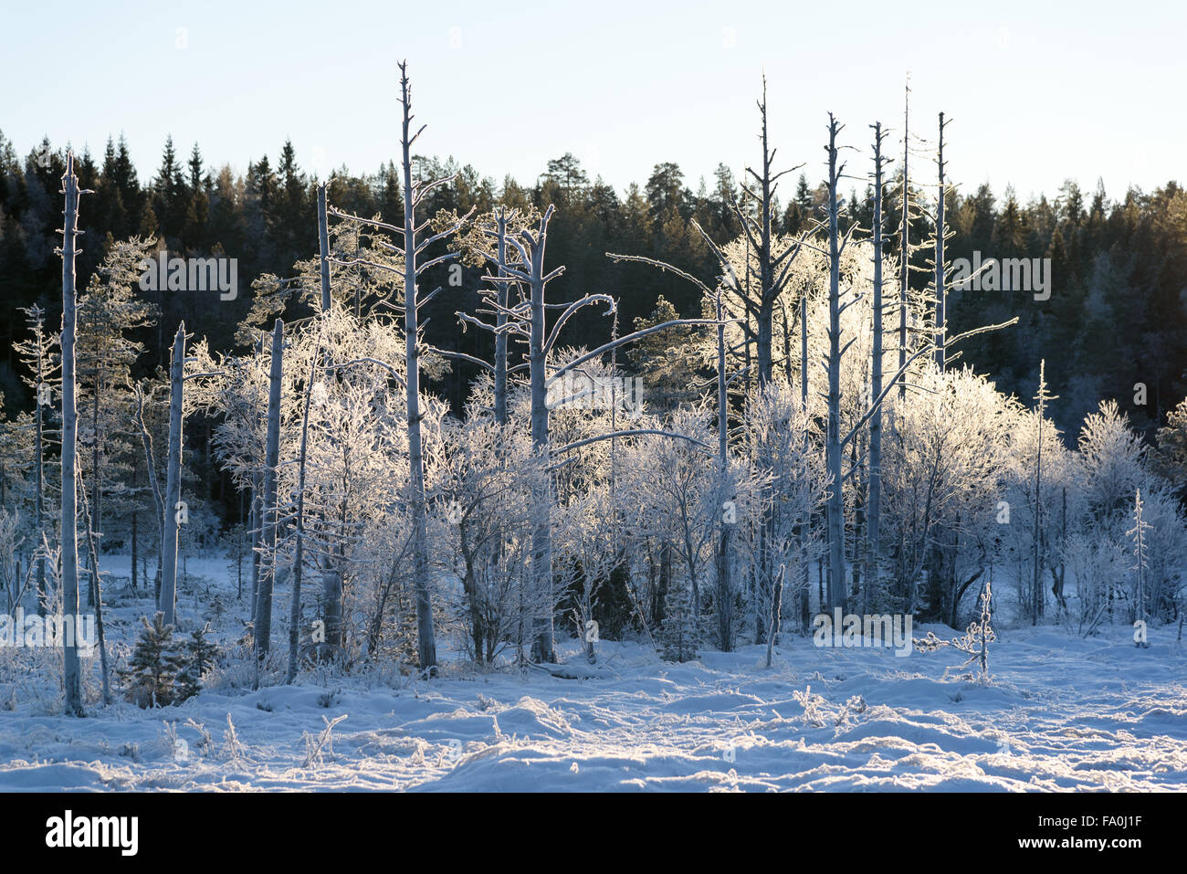 Gruppe von jungen und alten Bäumen mit viel Frost in einen offenen Bereich des Waldes. Hintergrundbeleuchtung von geringer Sonneneinstrahlung. Schweden (Dalarna). Stockfoto