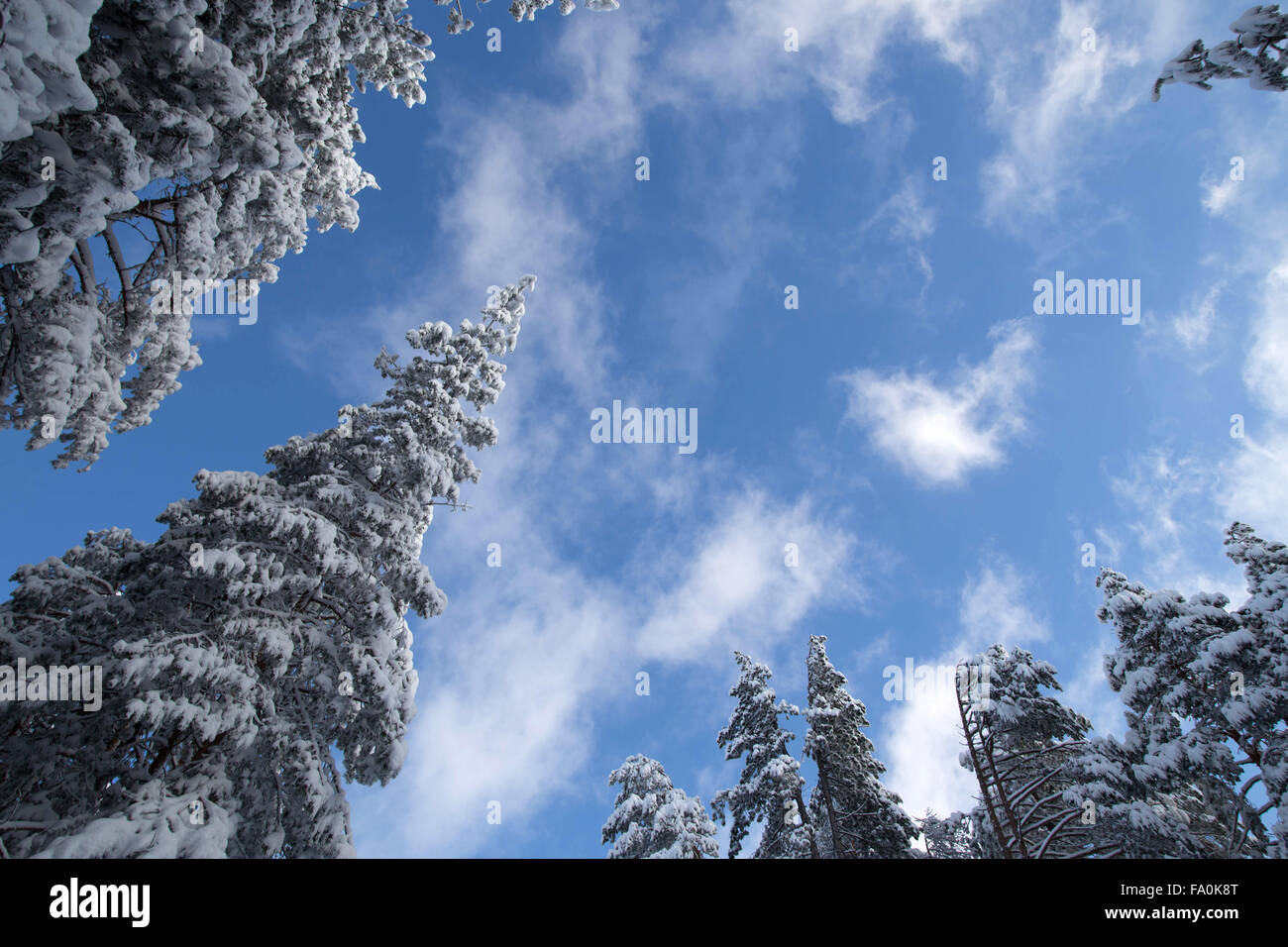 Bäume unter Schnee Stockfoto