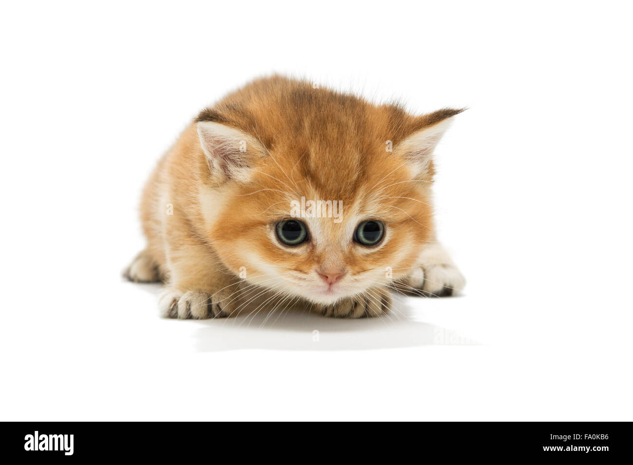 Kleine orange Katze der britischen Rasse, isoliert auf weiss Stockfoto