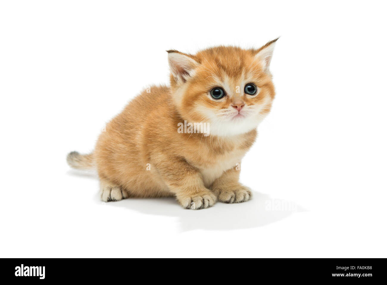 Kleine orange Katze der britischen Rasse, isoliert auf weiss Stockfoto
