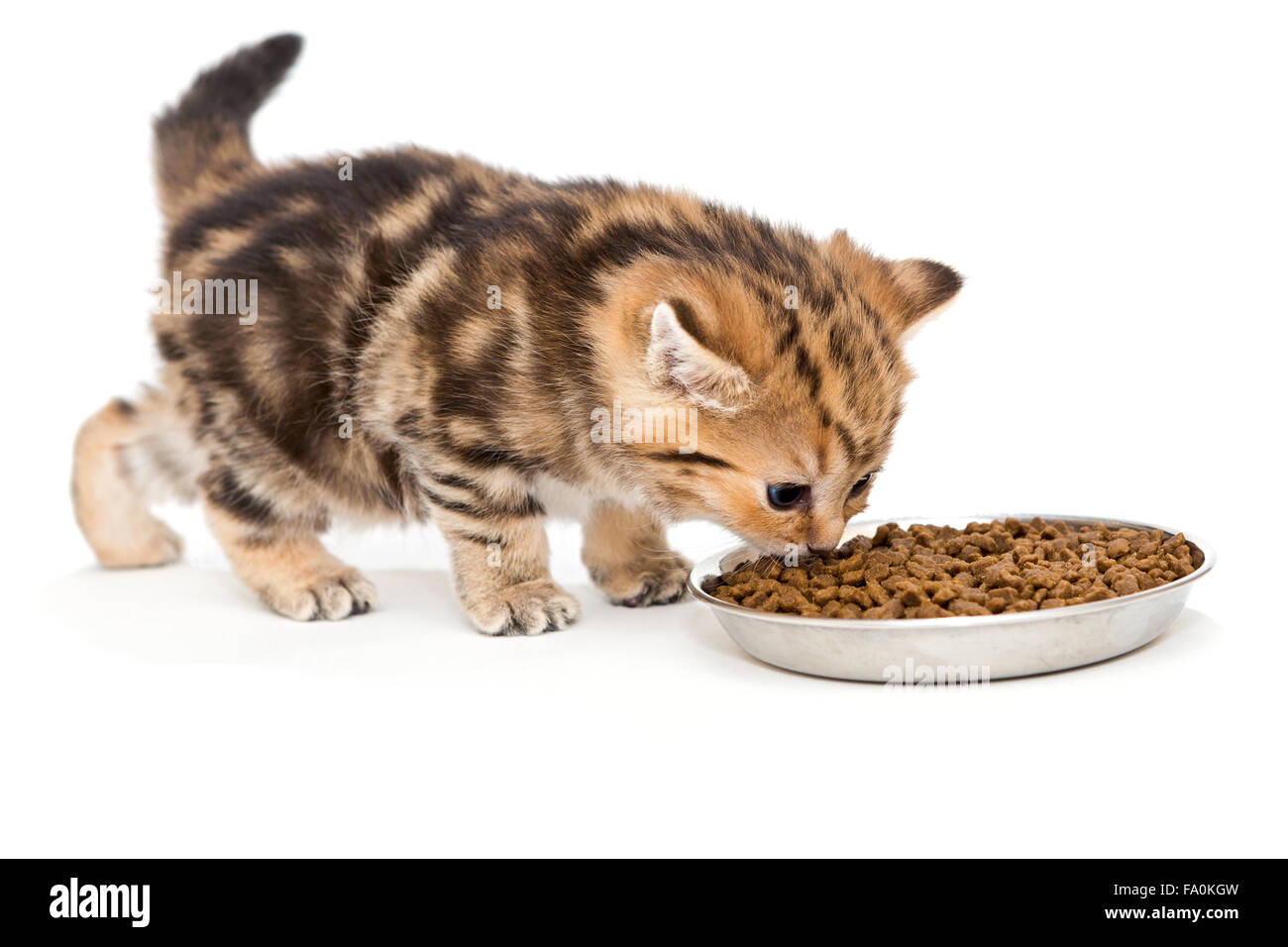 Britische Kätzchen frisst Trockenfutter Stockfoto