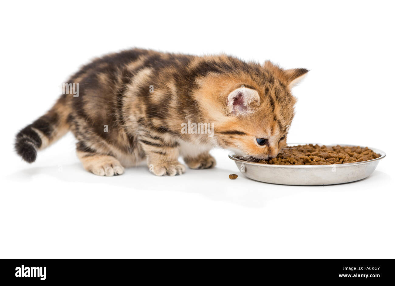 Britische Kätzchen frisst Trockenfutter Stockfoto