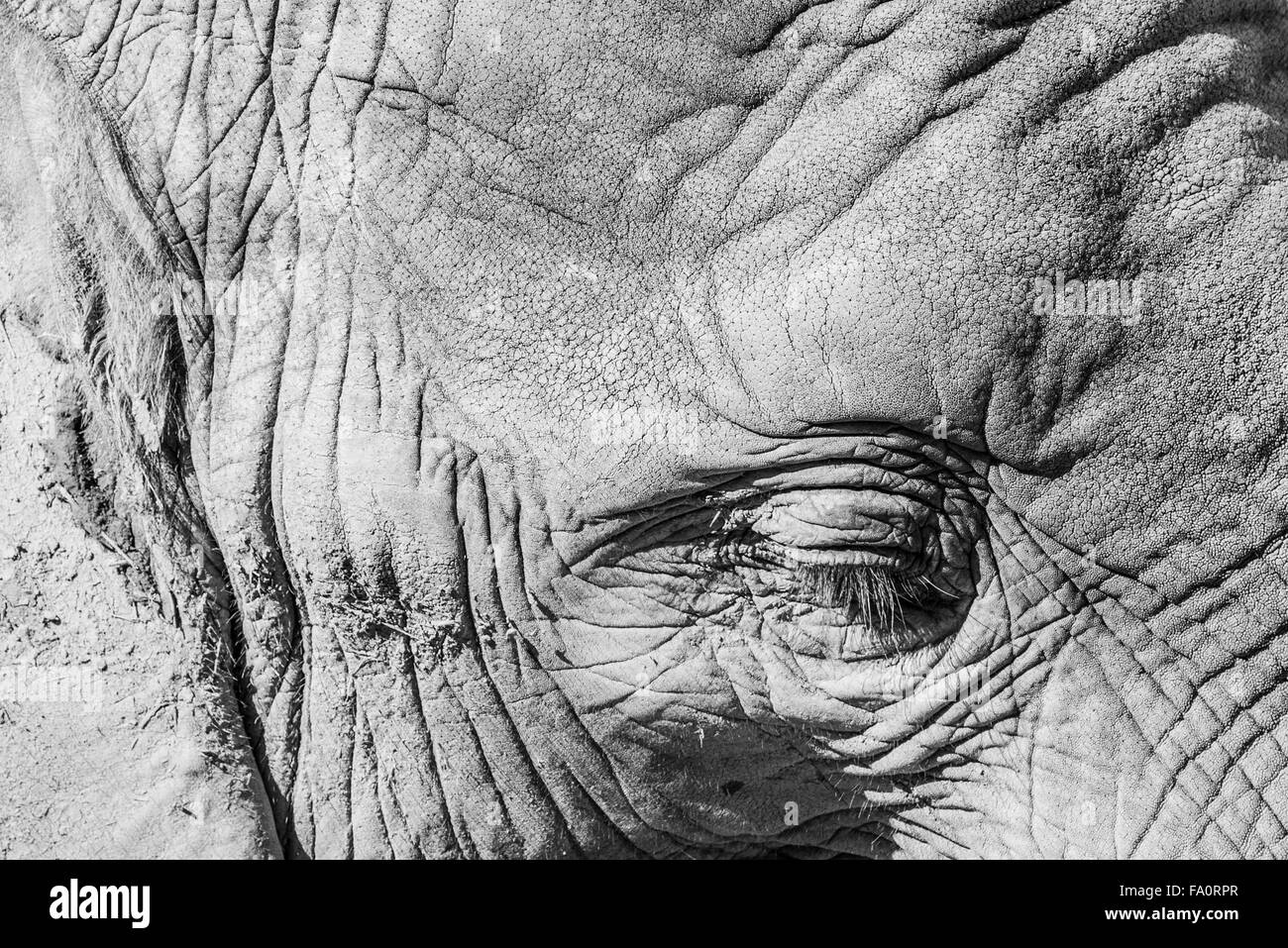 Afrikanische Elefanten hautnah In Südafrika Stockfoto