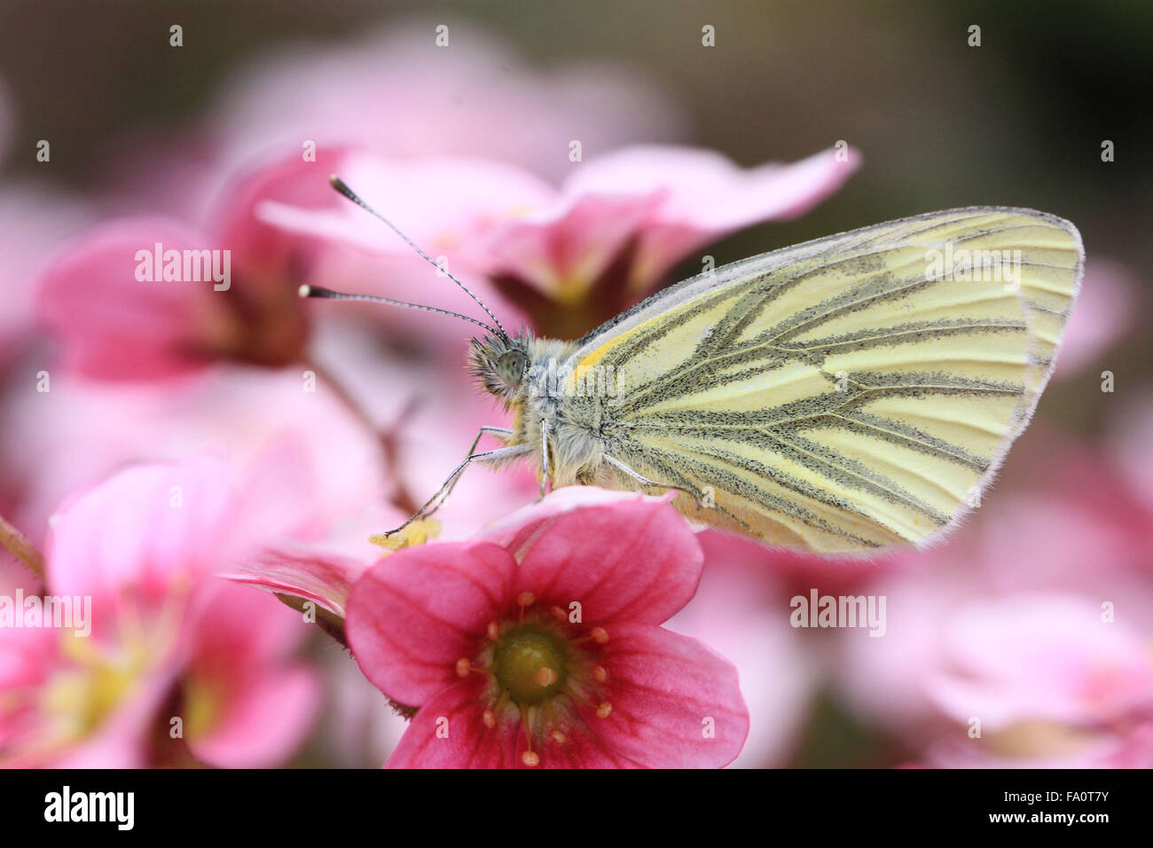 Grün Geaderten weiß Pieris napi Schmetterling auf Blüte in einem englischen Cottage Garden Stockfoto
