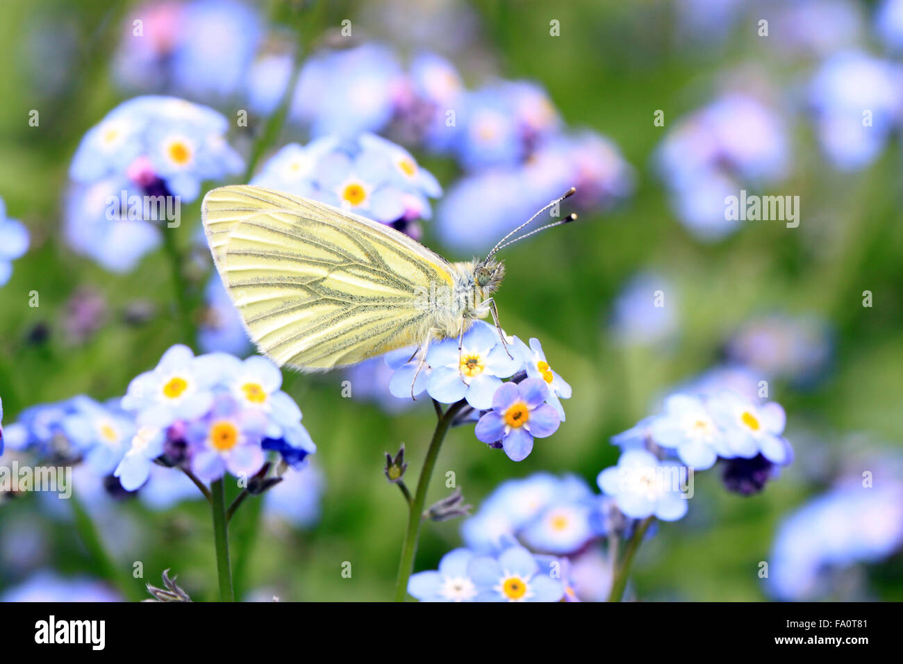 Grün Geaderten weiß Pieris napi Schmetterling auf Blüte in einem englischen Cottage Garden Stockfoto