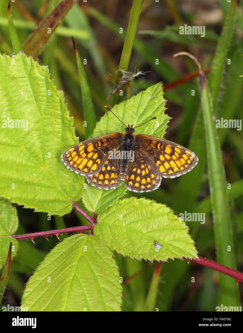 Heide Fritillaryschmetterling Mellicta uthalia in Besitz der RSPB Nature Reserve an Blean Woods in der Nähe von Canterbury in Kent, England Stockfoto