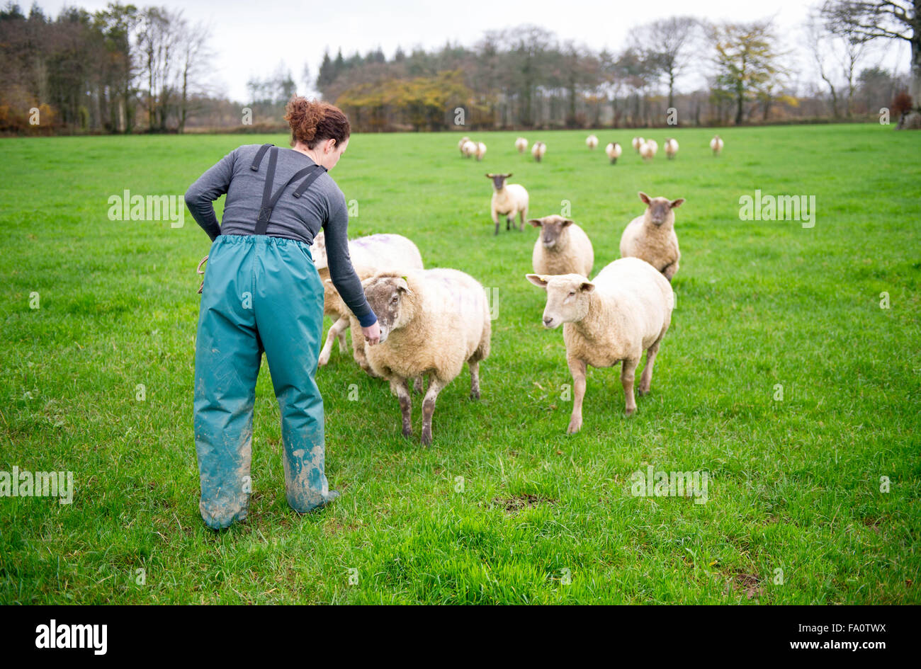 Eine Frau, die ihr Haustier Schafe füttern Stockfoto