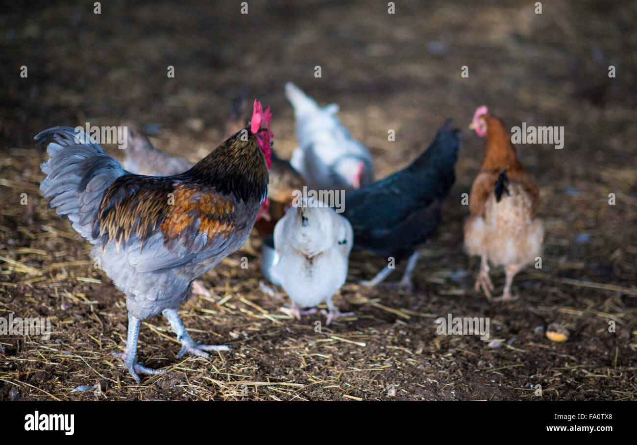 Freilaufenden Hühnern in einer Scheune Stockfoto