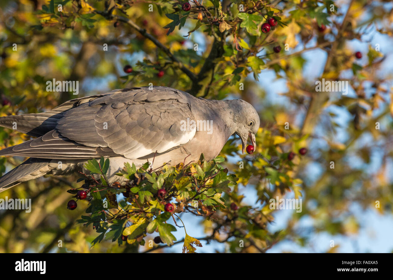 Gemeinsamen junge Ringeltaube Fütterung aus Reifen Weißdornbeeren. Stockfoto