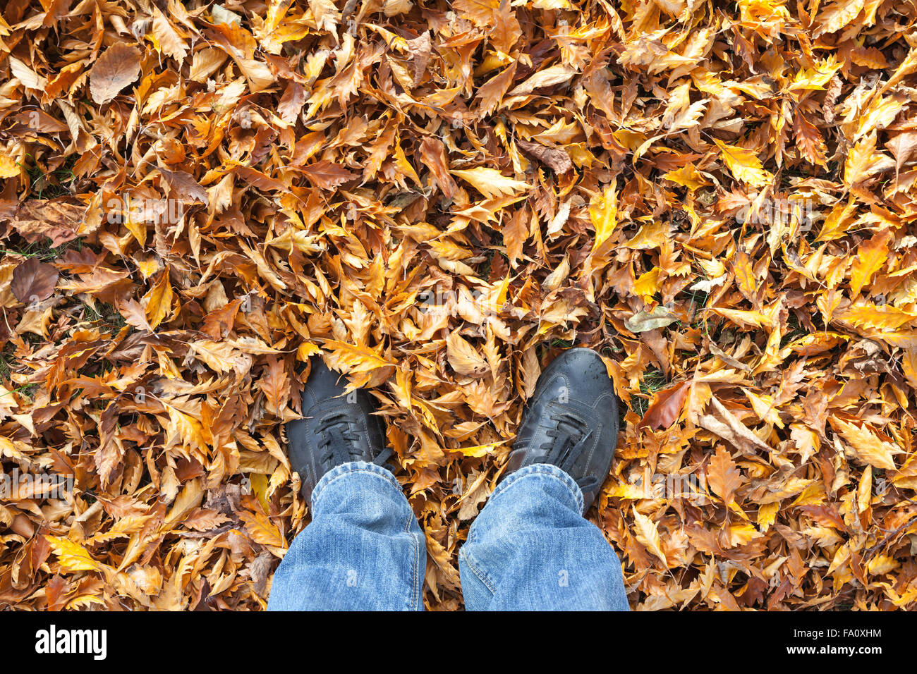 Männliche Füße in Blue Jeans und schwarze Schuhe auf herbstliche fallende Blätter, Egoperspektive stehend Stockfoto
