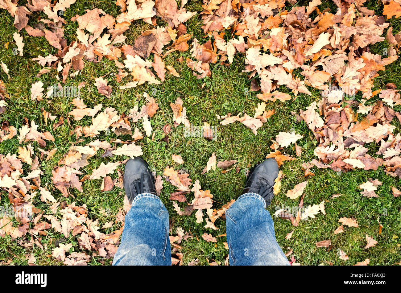 Männliche Füße in Blue Jeans und schwarze Schuhe stehen auf grünen Park Rasen mit herbstlichen Blättern, erste Person anzeigen Stockfoto