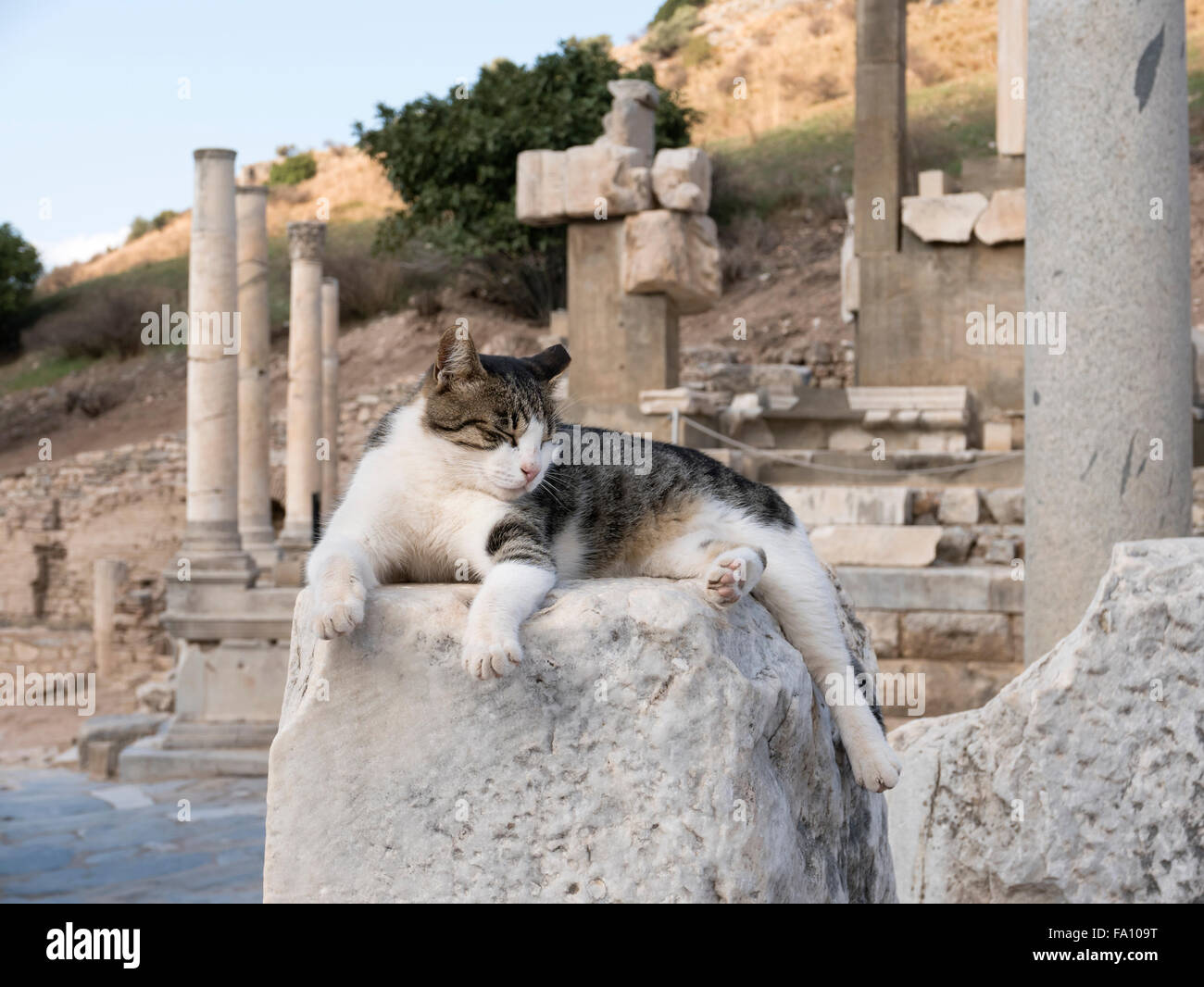 Katze in der Te alten Ruinen von Ephesus, in der Nähe von Izmir, Ägäische Region, Türkei. Stockfoto
