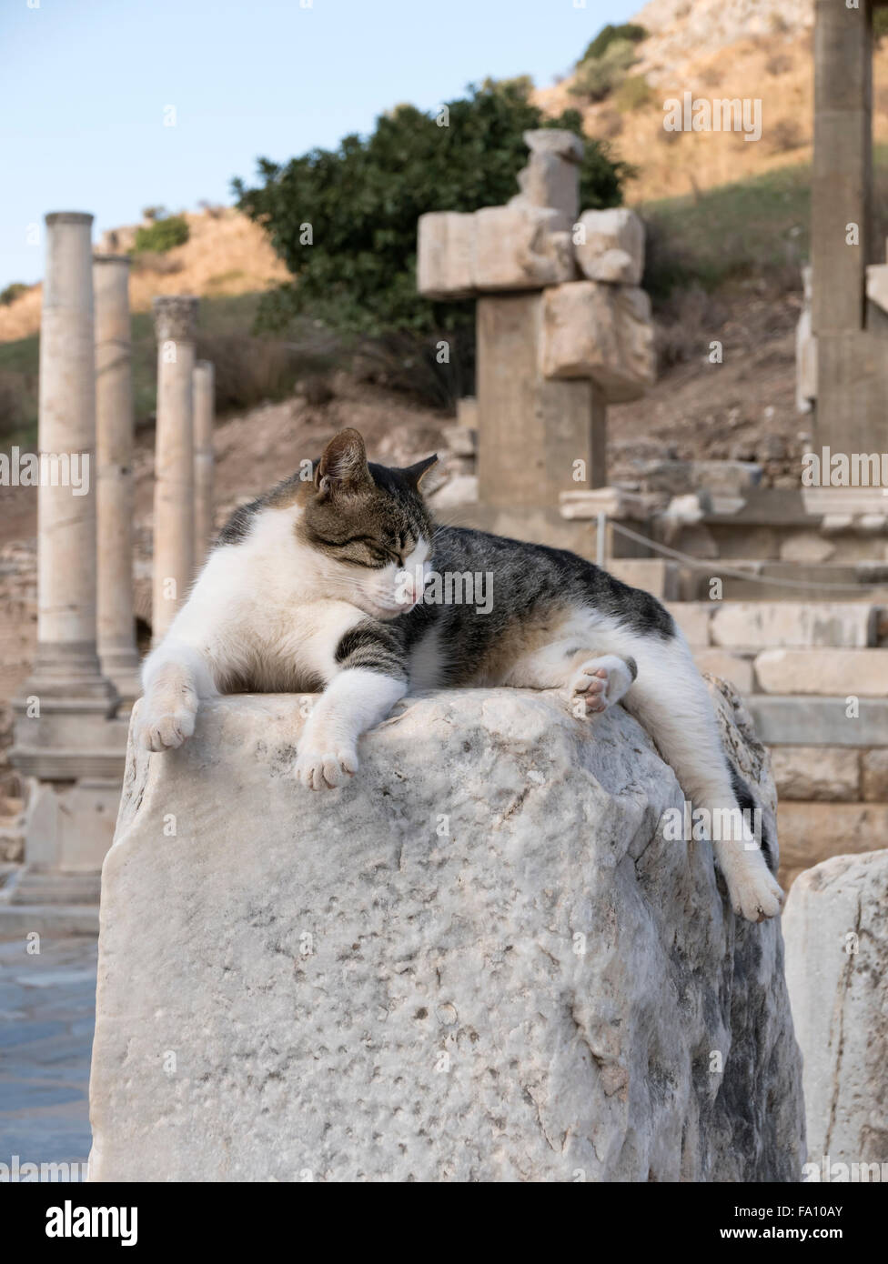 Katze in der Te alten Ruinen von Ephesus, in der Nähe von Izmir, Ägäische Region, Türkei. Stockfoto