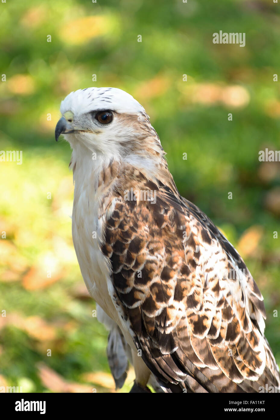 Profil von Kriders rot - angebundener Falke oder Buteo Jamaicensis Kriderii isoliert vor grünem Hintergrund Stockfoto