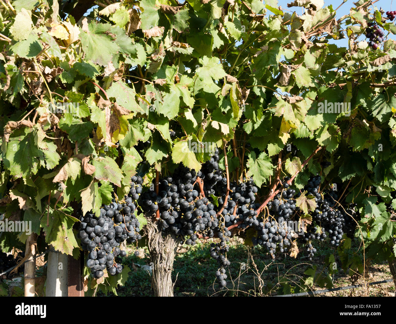 Trauben wachsen in einem Weinberg, Gokcealan, Ägäische Region, Türkei. Stockfoto