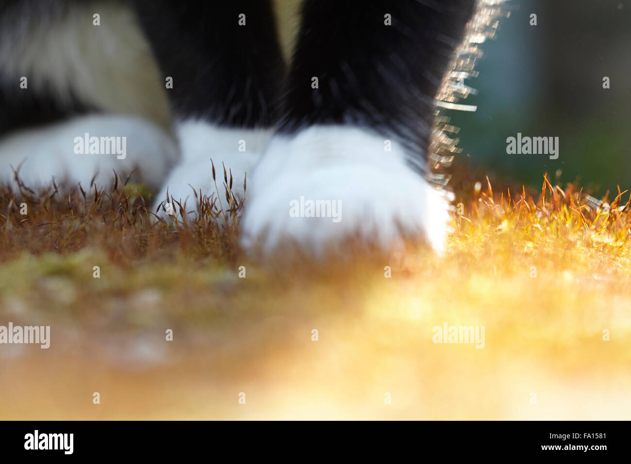 Katzenpfoten auf moosige Wand Stockfoto