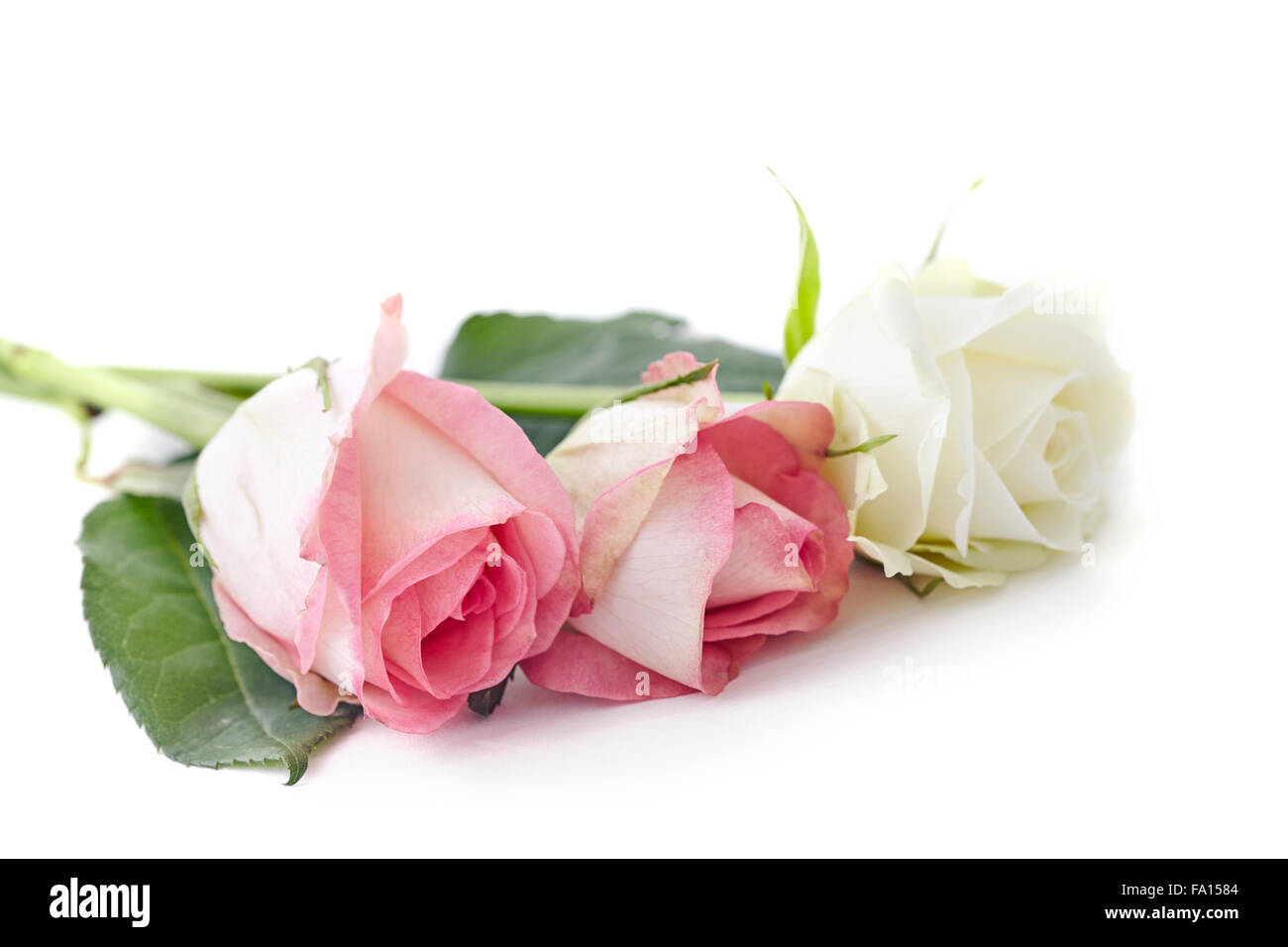 Schneiden Sie aus rosa und weißen Rosen-Blumen Stockfoto