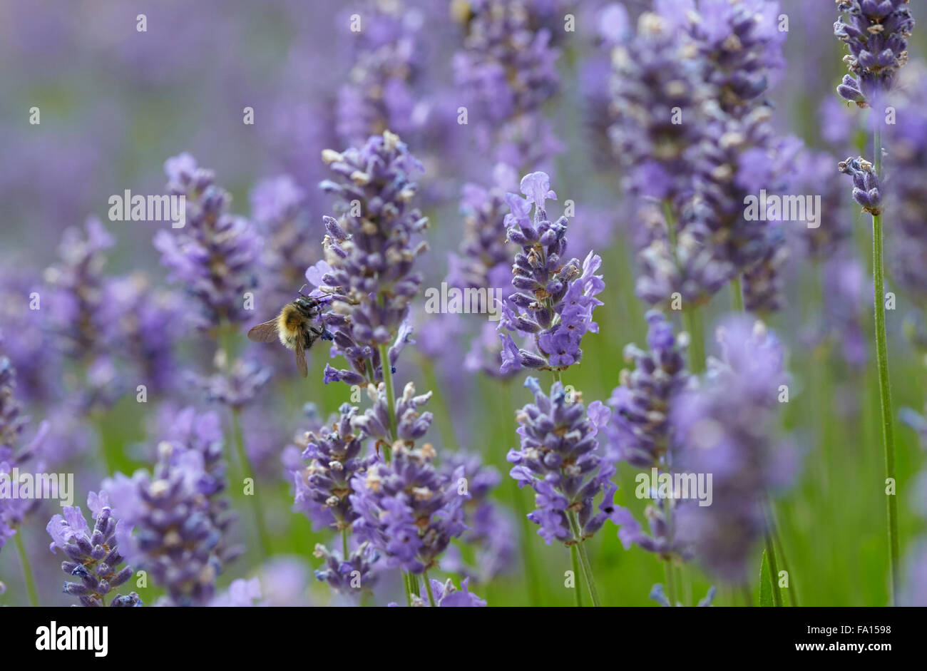 Lavendel blüht in einem englischen Landhaus-Garten Stockfoto