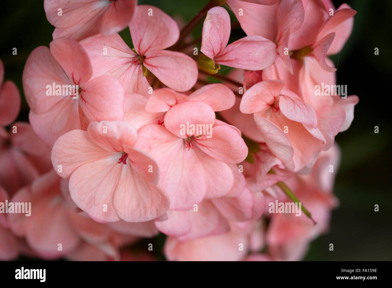 Blass rosa Geranie Blume in einem englischen Garten Stockfoto