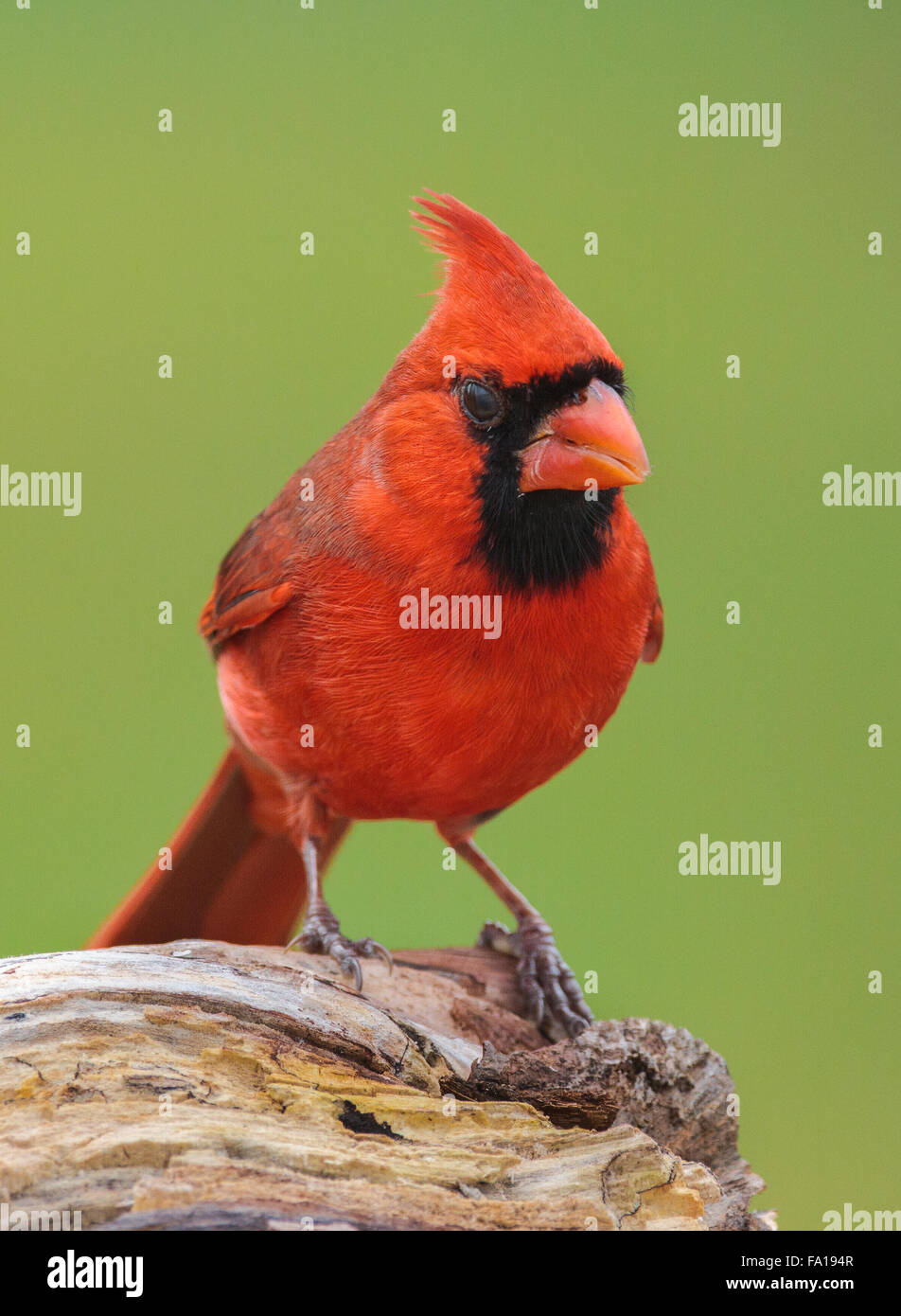 Nördliche Kardinal thront auf einem Baumstamm Stockfoto