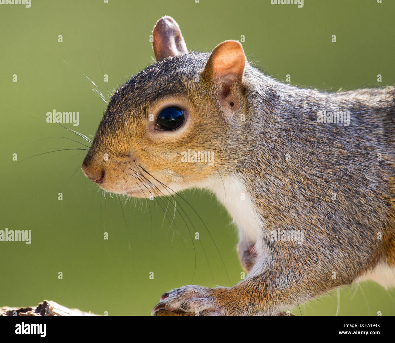Ein Porträt eines grauen Eichhörnchens Stockfoto