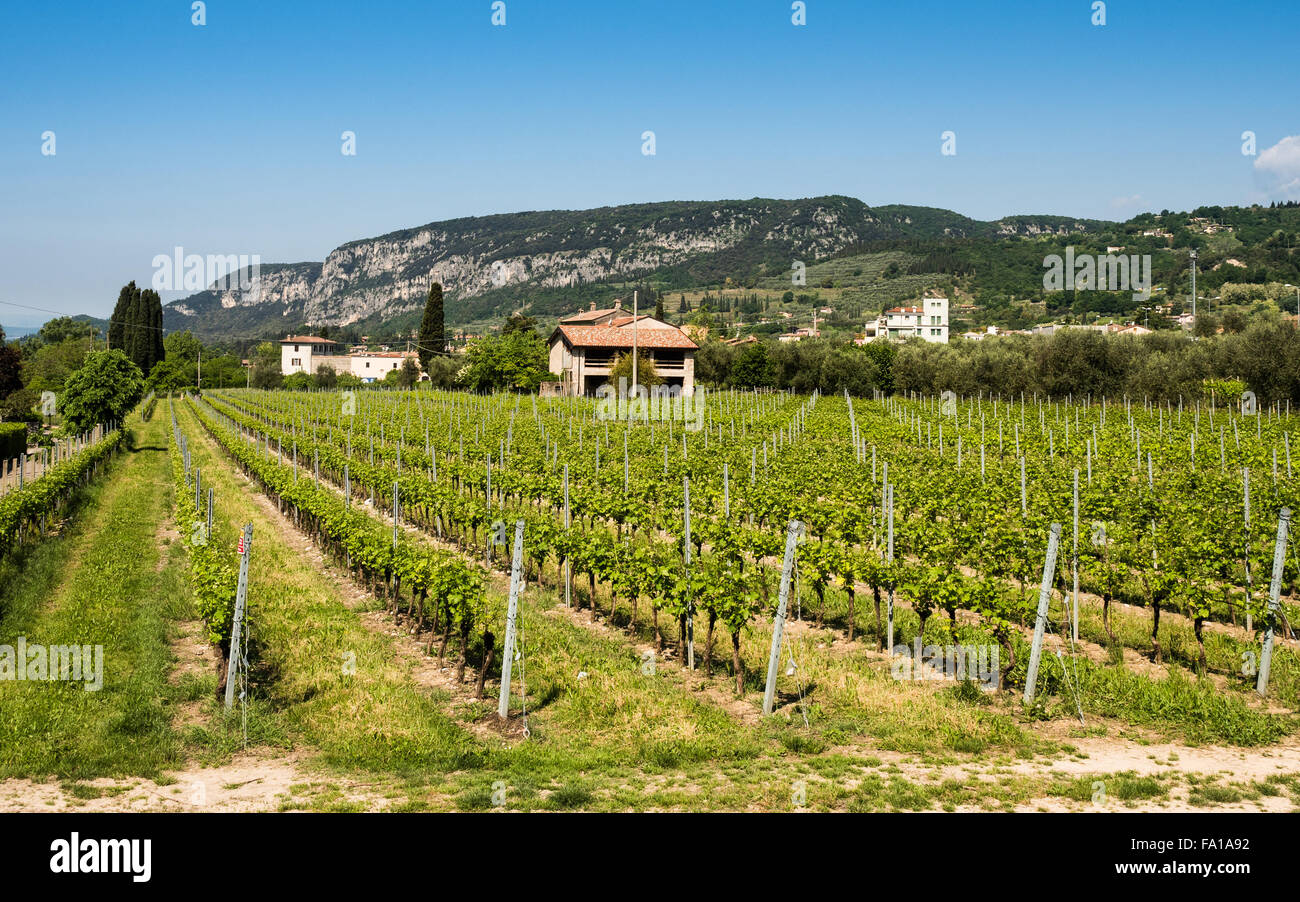 Weinanbau auf den Hügeln in der Nähe von Gardasee, Italien. Stockfoto