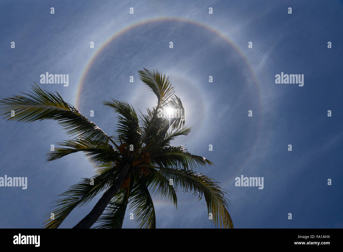 Eine doppelte Sonne Halo am Mittag mit einer Palme in Mauritius Stockfoto