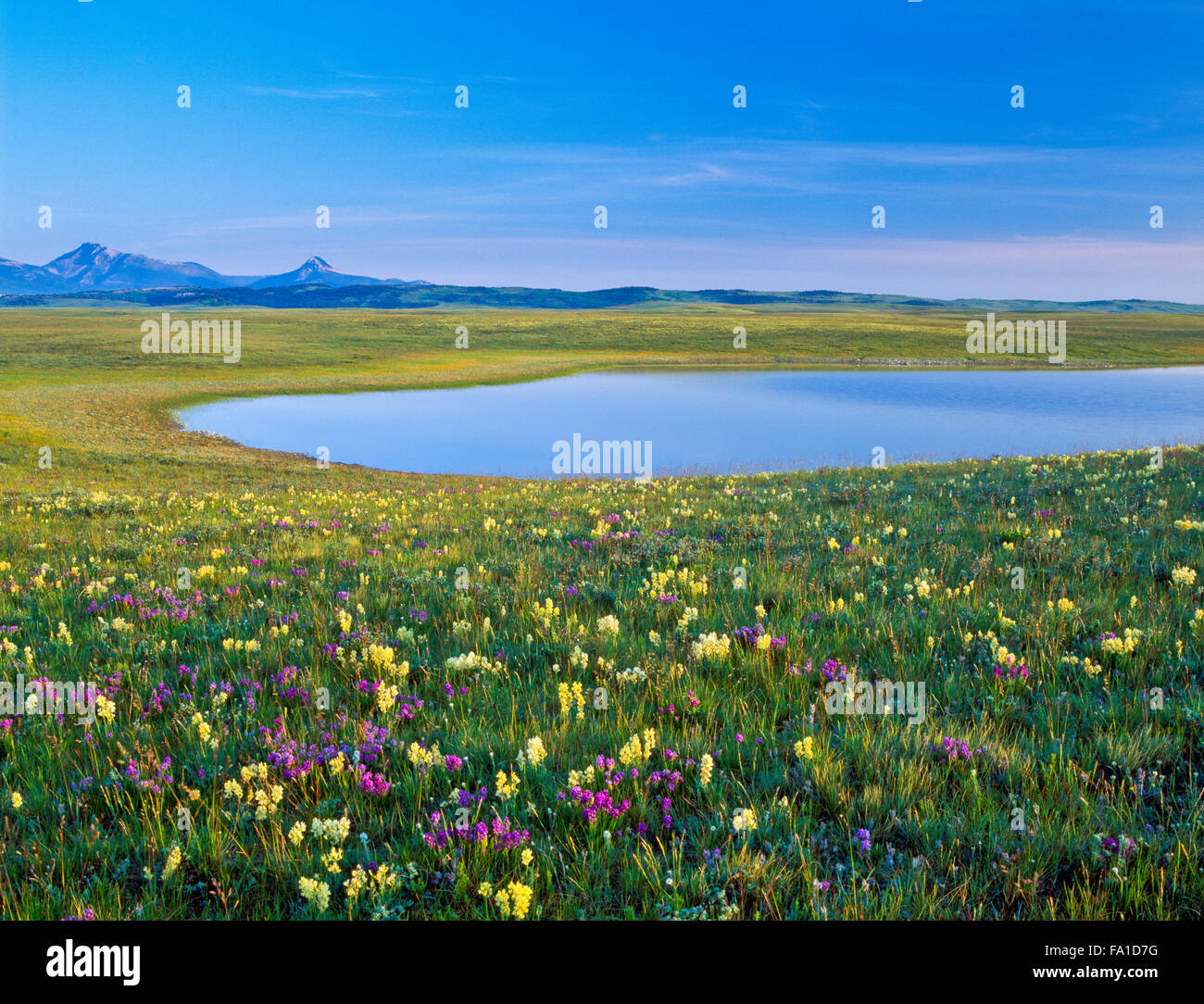 prairie Pothole See und Wildblumen unter dem felsigen Bergfront in der Nähe von Dupuyer, montana Stockfoto