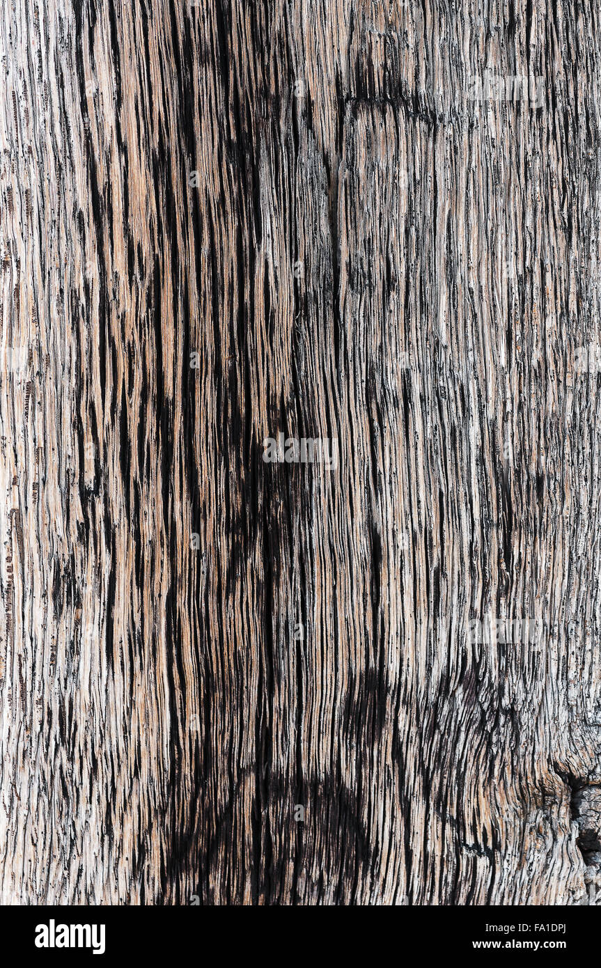 Holz Holz Detail Makro alt und getrocknetem Hartholz Textur Stockfoto