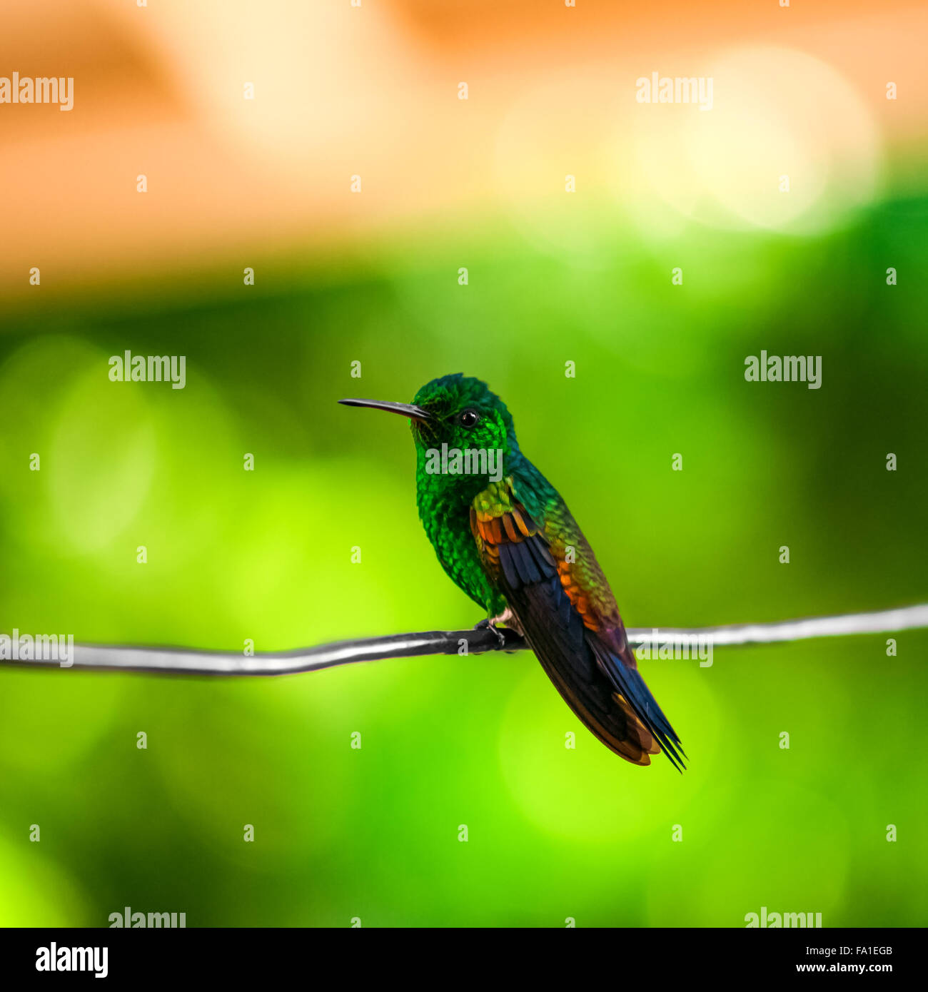 Kolibri ruht auf einem Draht Trinidad und Tobago Stockfoto