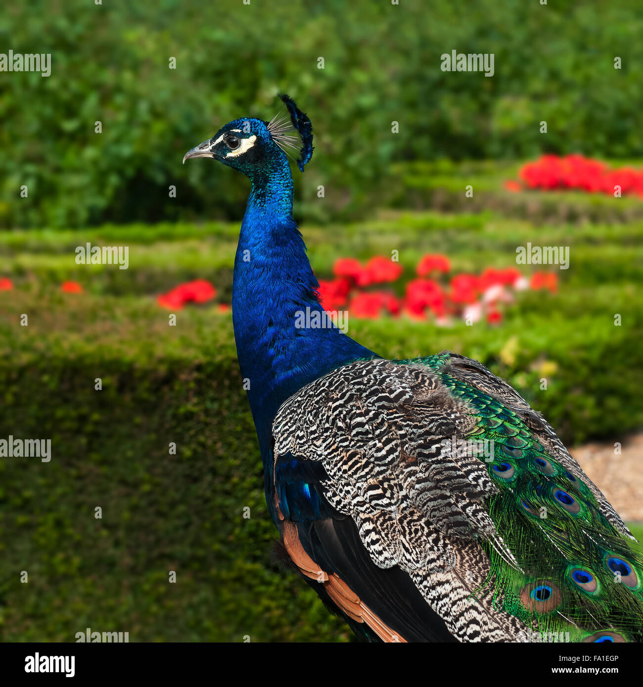 Pfau im Garten quadratische Komposition hautnah Stockfoto