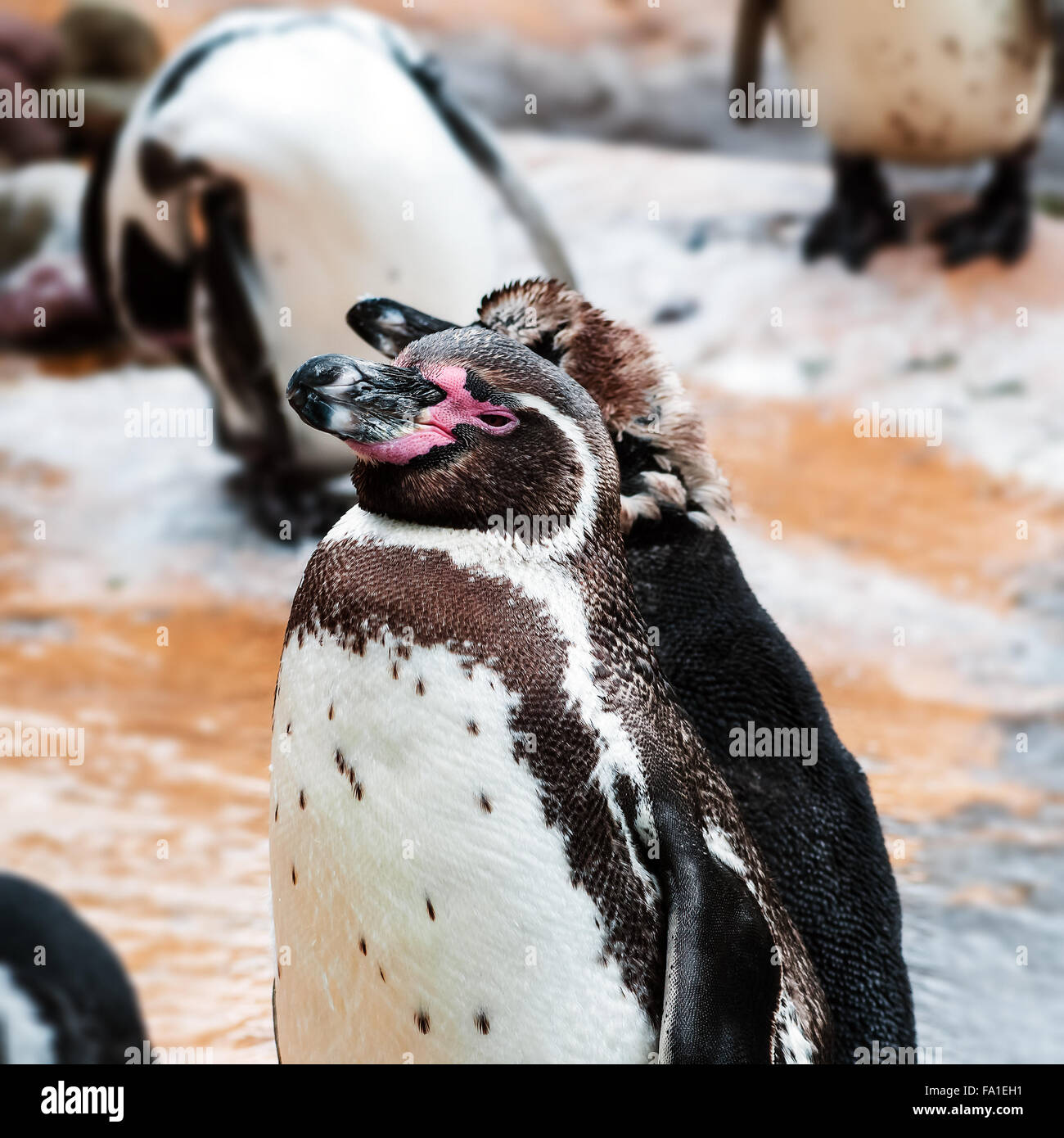 Humboldt-Pinguin trocknen sich nach dem Schwimmen Stockfoto