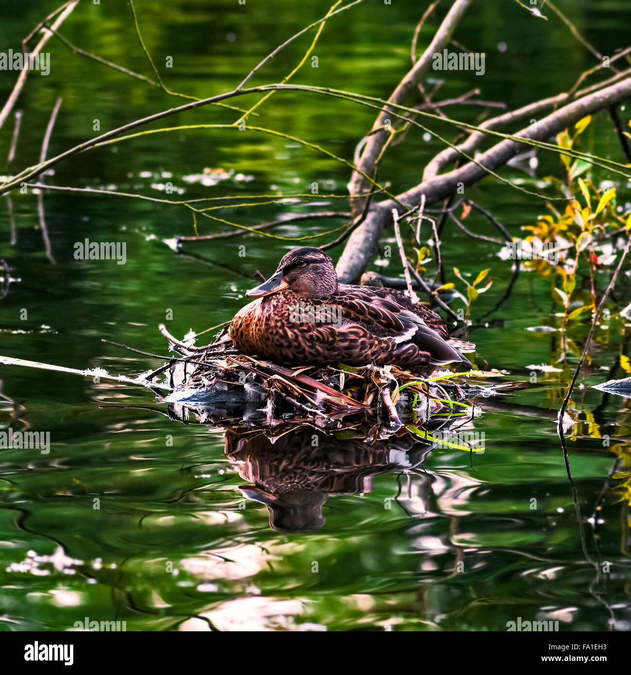 Mallard duck weibliche Verlegung auf ihrem Nest am Fluss Bach Stockfoto