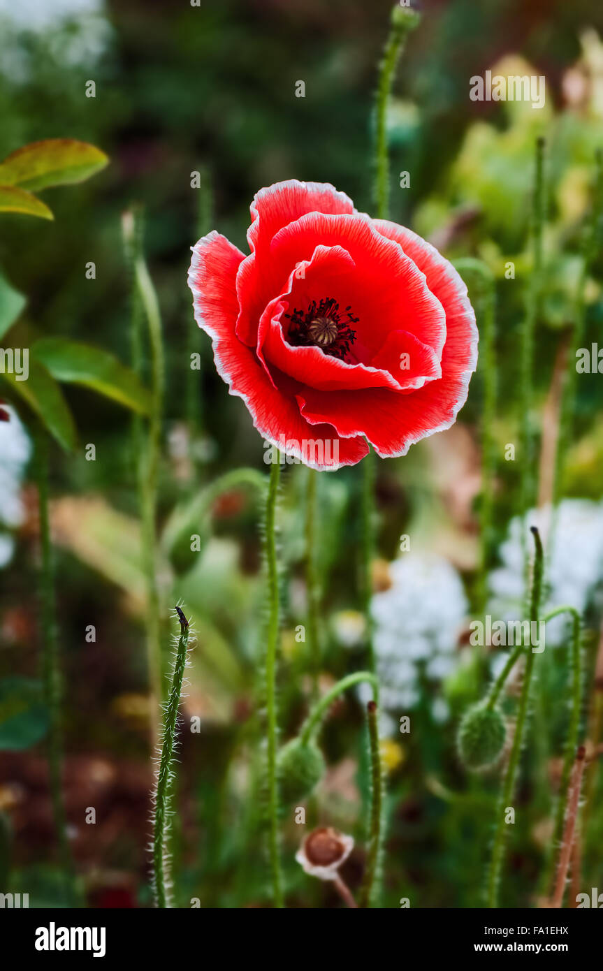 Roter Mohn mit weißer Spitze Blütenblätter in einzelne Blume Blüte Stockfoto