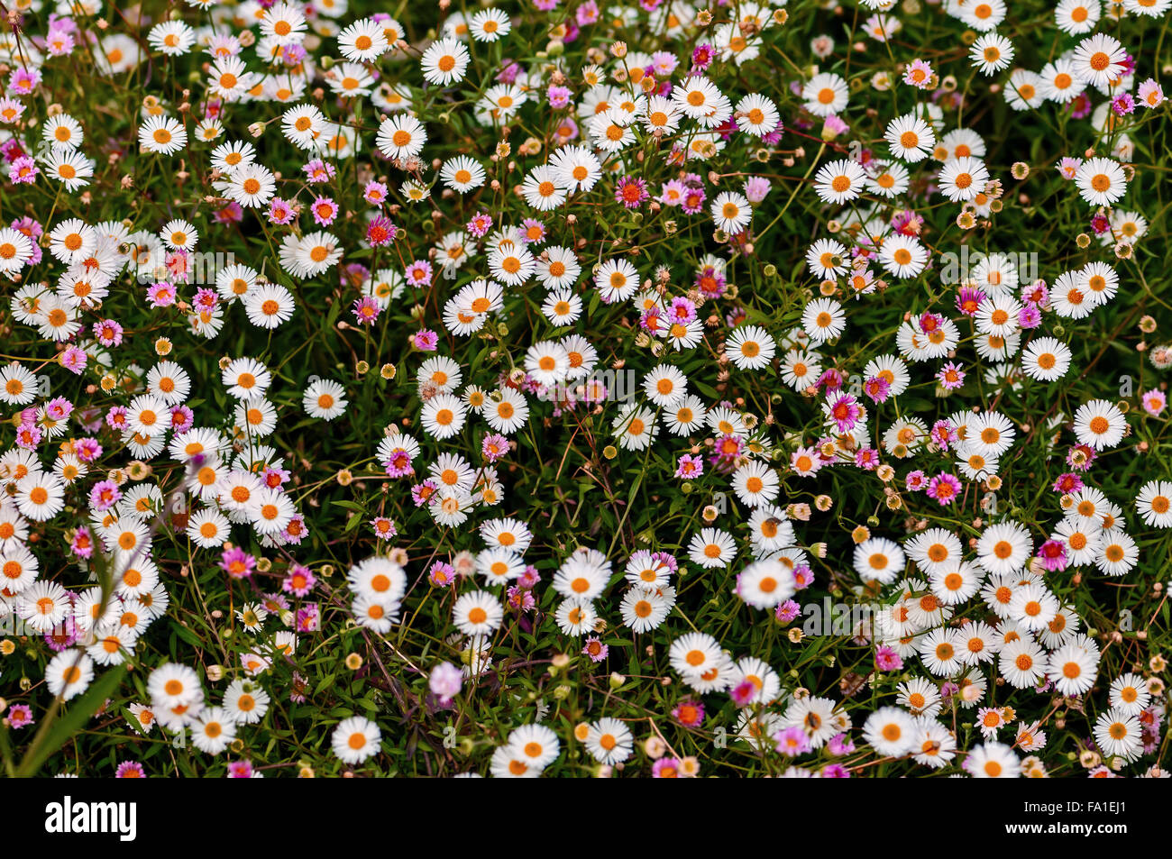 Große Gruppe von Gänseblümchen Hintergrund Frühling Stockfoto