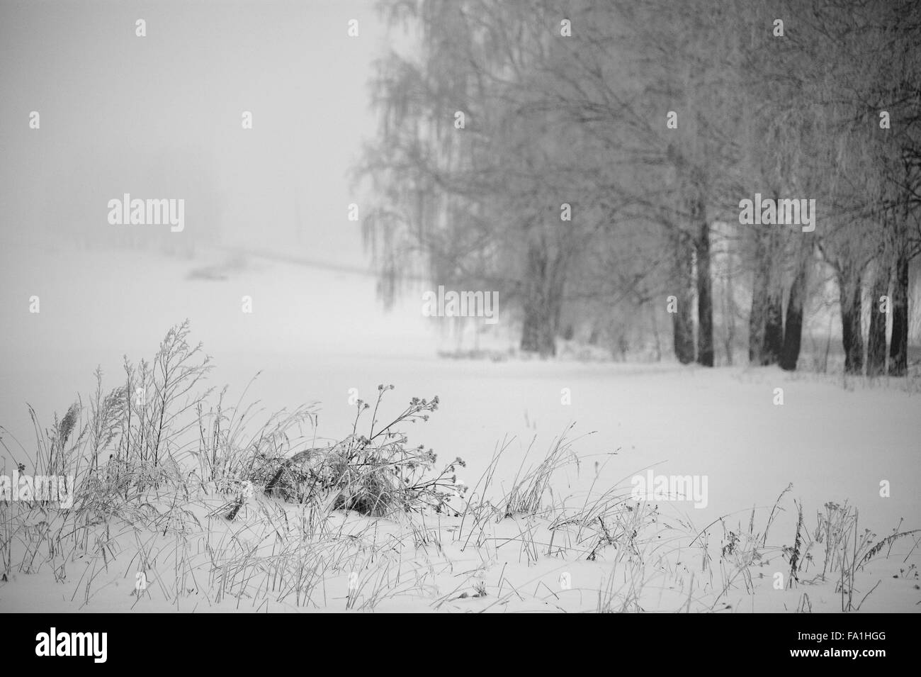 Schwarz und weiß Winter. Birken im Nebel. Belarus-Januar Stockfoto