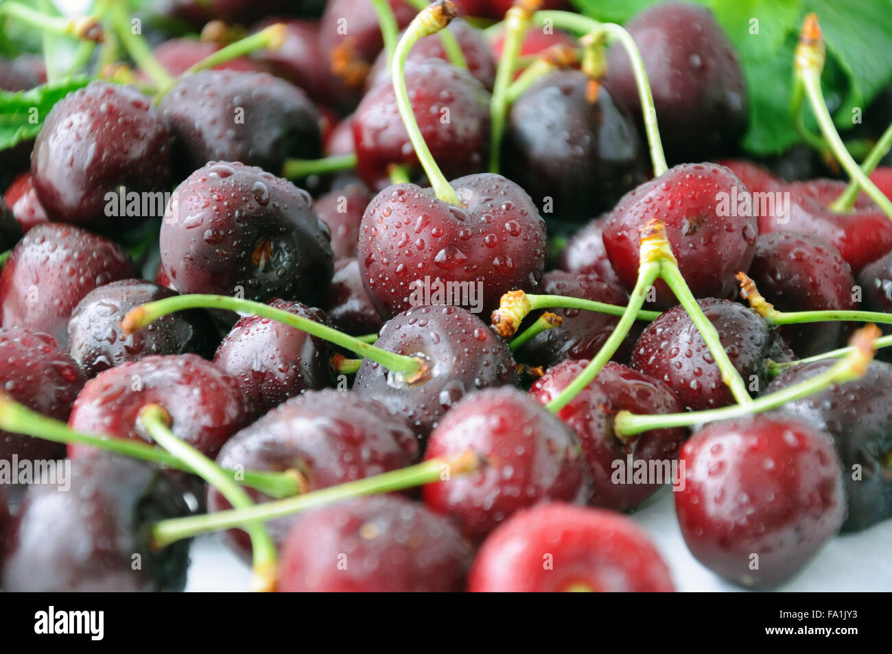 Eine Handvoll frische Kirschen in Wasser Tropfen closeup Stockfoto